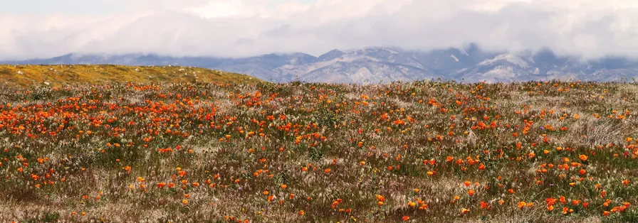 A wide landscape photograph of a field filled with vibrant orange poppies and wild grasses, with a golden hill and cloud-covered mountains in the background. custom icons to make your project stand out.