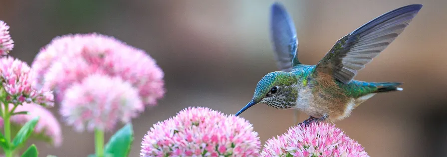 A close-up photo of a fast hummingbird with iridescent green feathers gathering nectar from a bright pink flower, symbolizing the speed of the MapHub performance update. to our latest performance updates and new features.
